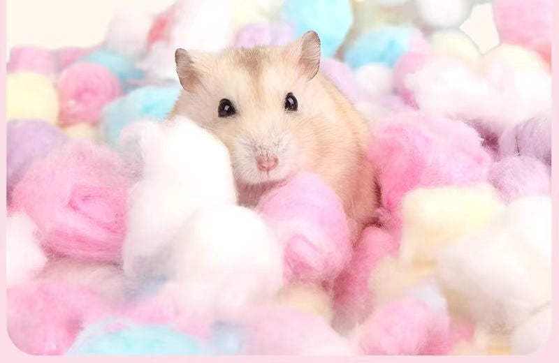 Coton Hamster